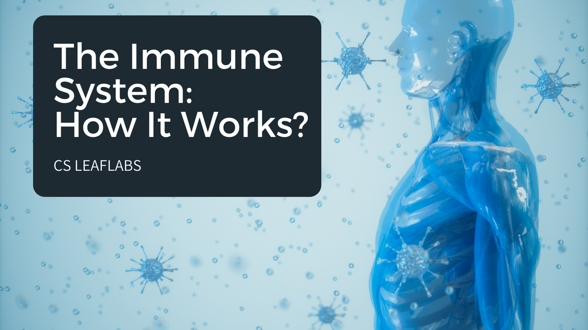 The Immune System: How It Works And Why It's Your Greatest Health Asset