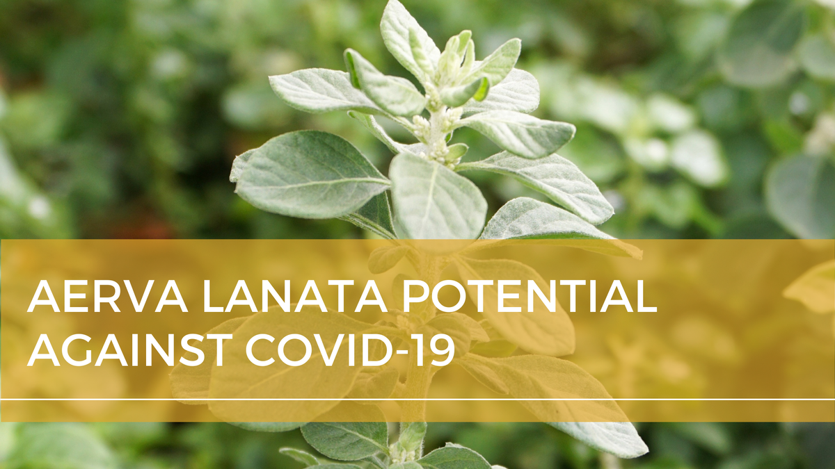 Aerva lanata  potential against COVID-19
