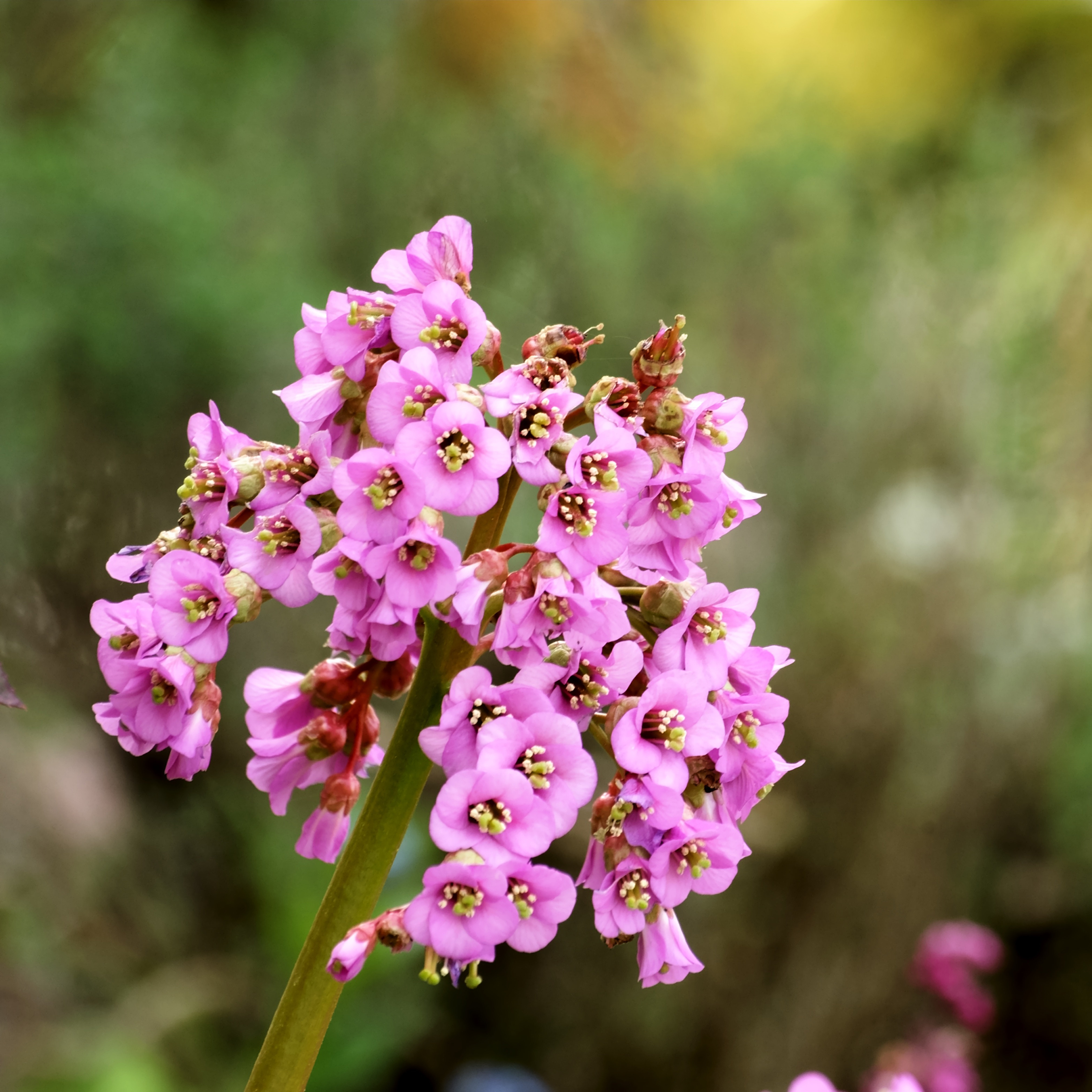 Boerhavia diffusa