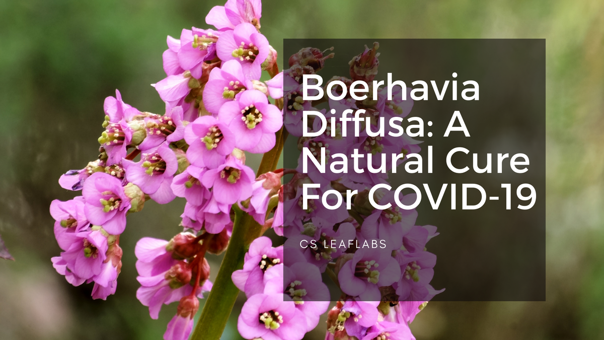 Boerhavia Diffusa: A Natural Cure For COVID-19