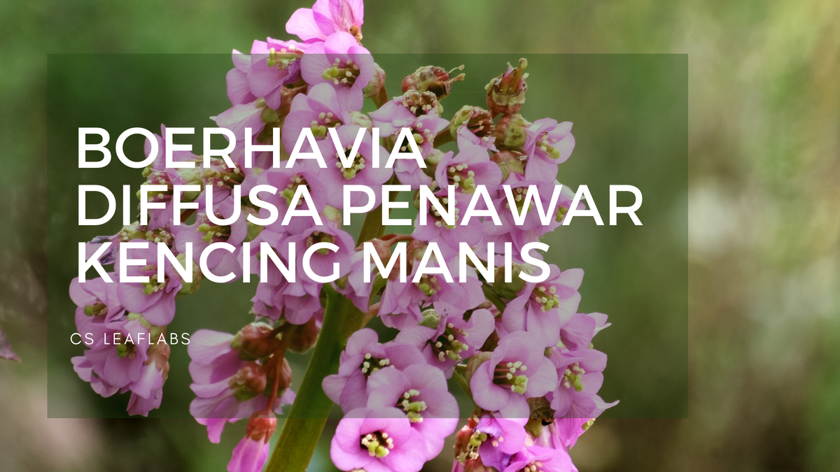 Boerhavia Diffusa tumbuhan liar untuk Kencing Manis