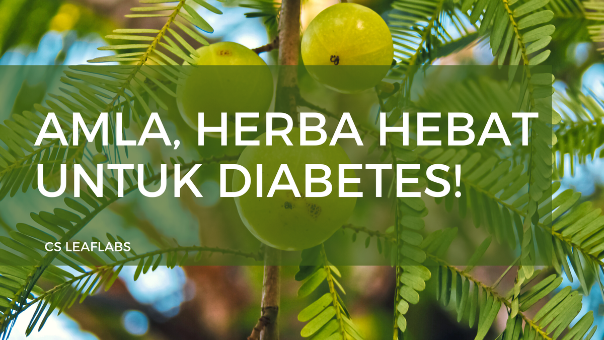 Bukti Saintifik Membuktikan Amla Berkesan Mengawal Diabetes