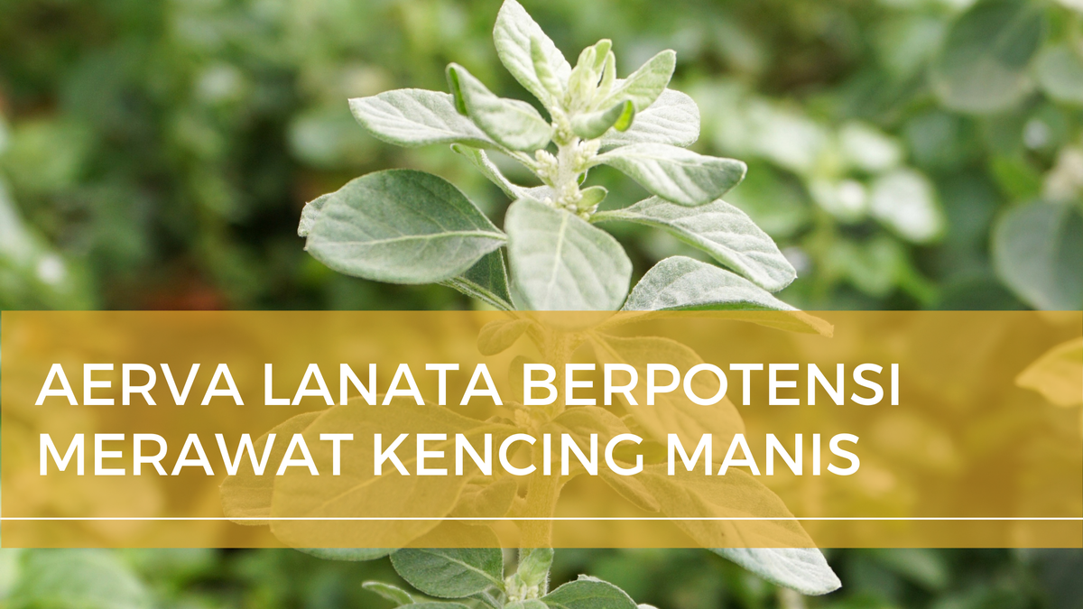 Aerva Lanata berpotensi merawat Diabetes