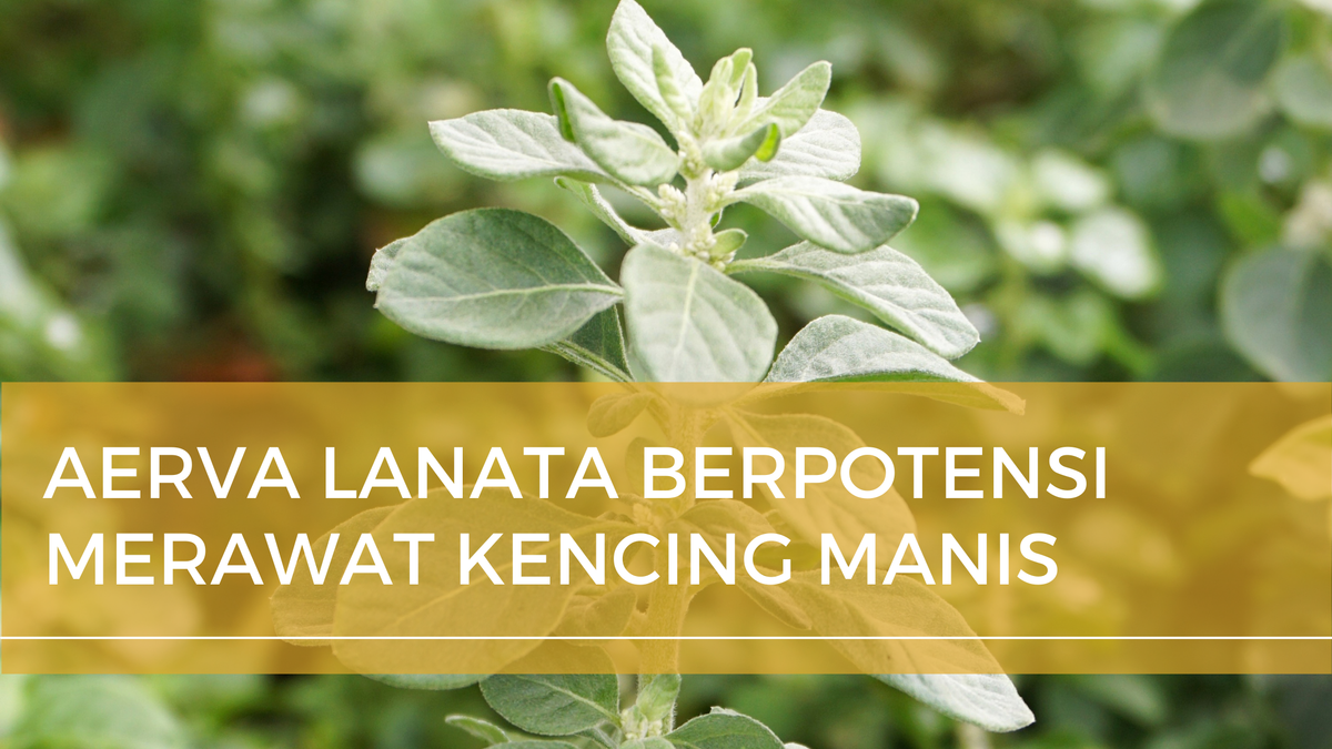 Aerva Lanata  berpotensi merawat Diabetes