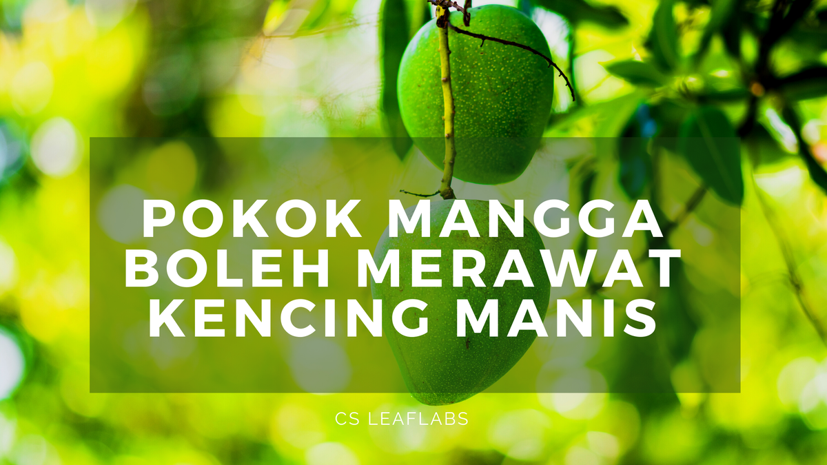 Pokok Mangga membantu penderita Kencing Manis