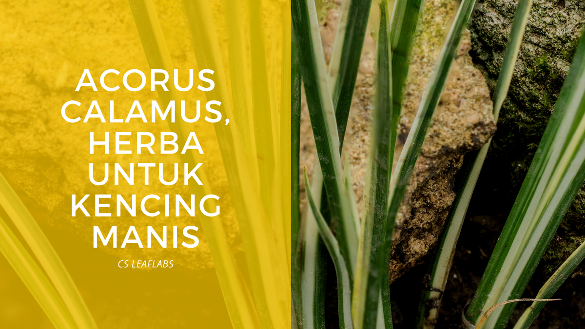 Acorus Calamus, herba penyembuh kencing manis