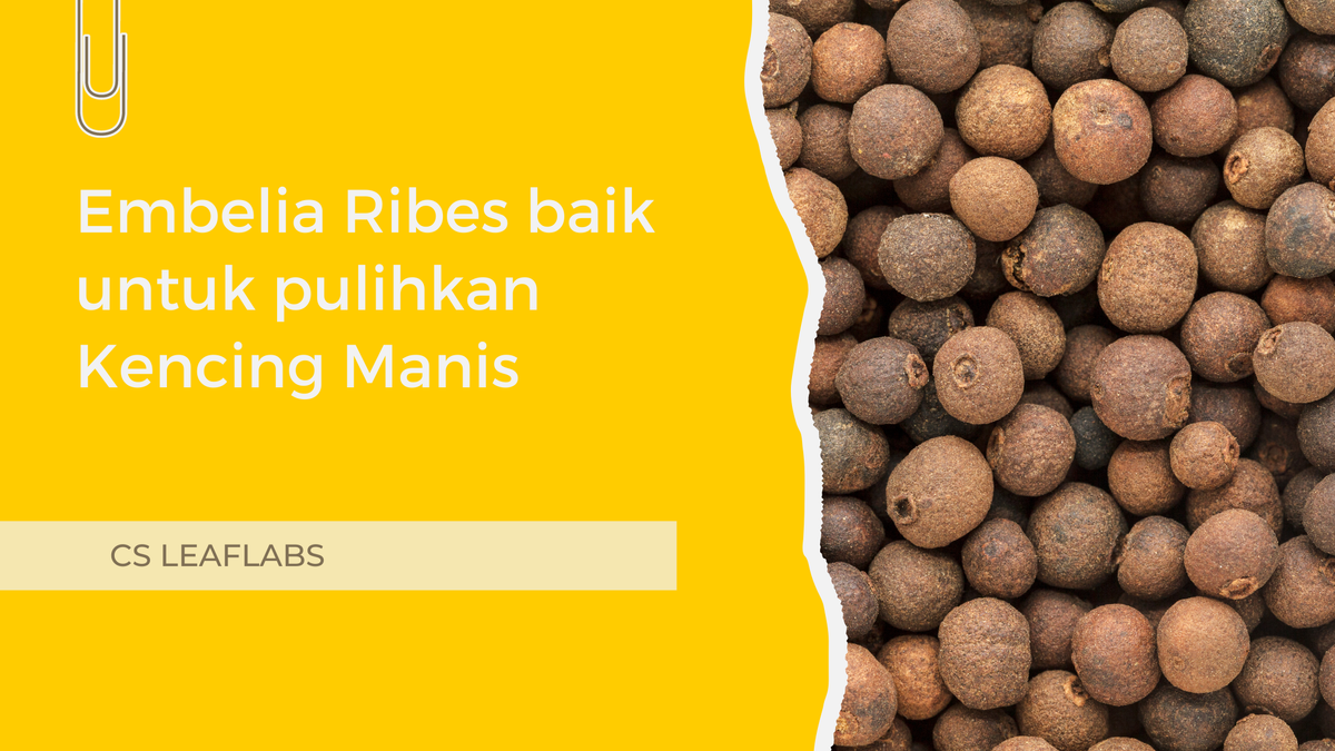 Embelia Ribes baik untuk Kencing Manis