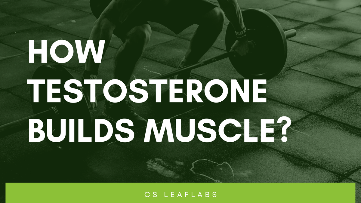 This is How Testosterone Builds Muscle