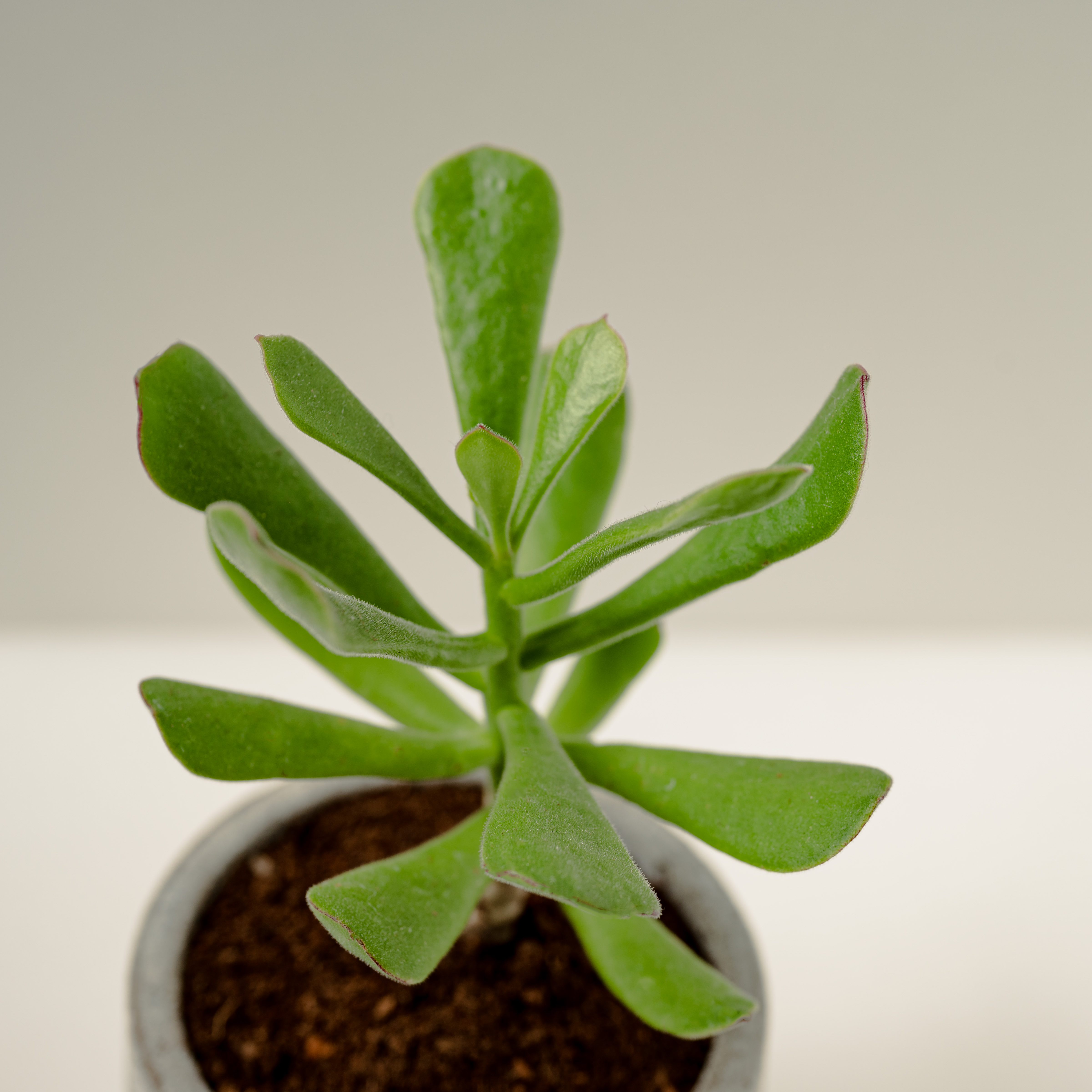 ダンサー│クレイシリーズ│祝福の植物 - 観葉植物 - コンクリート グリーン