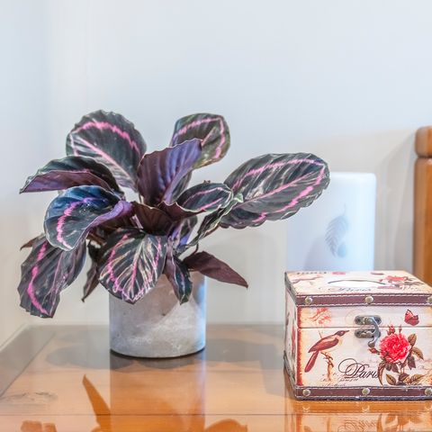 黑玫瑰竹芋