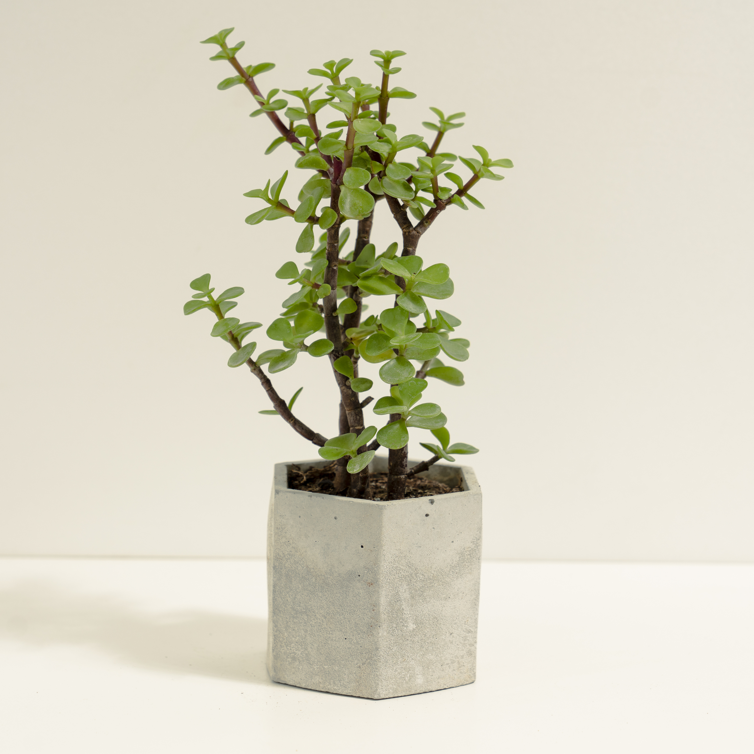 44971208.jpg?width=480