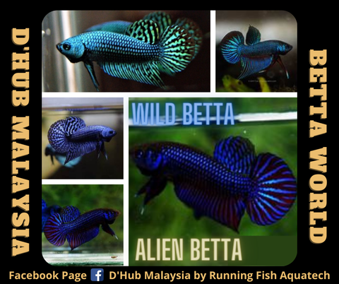 Wild Betta _ Alien.png