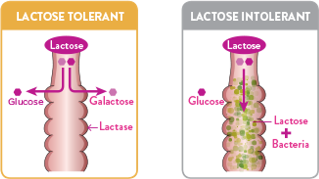 lactose-free_tcm1206-141976
