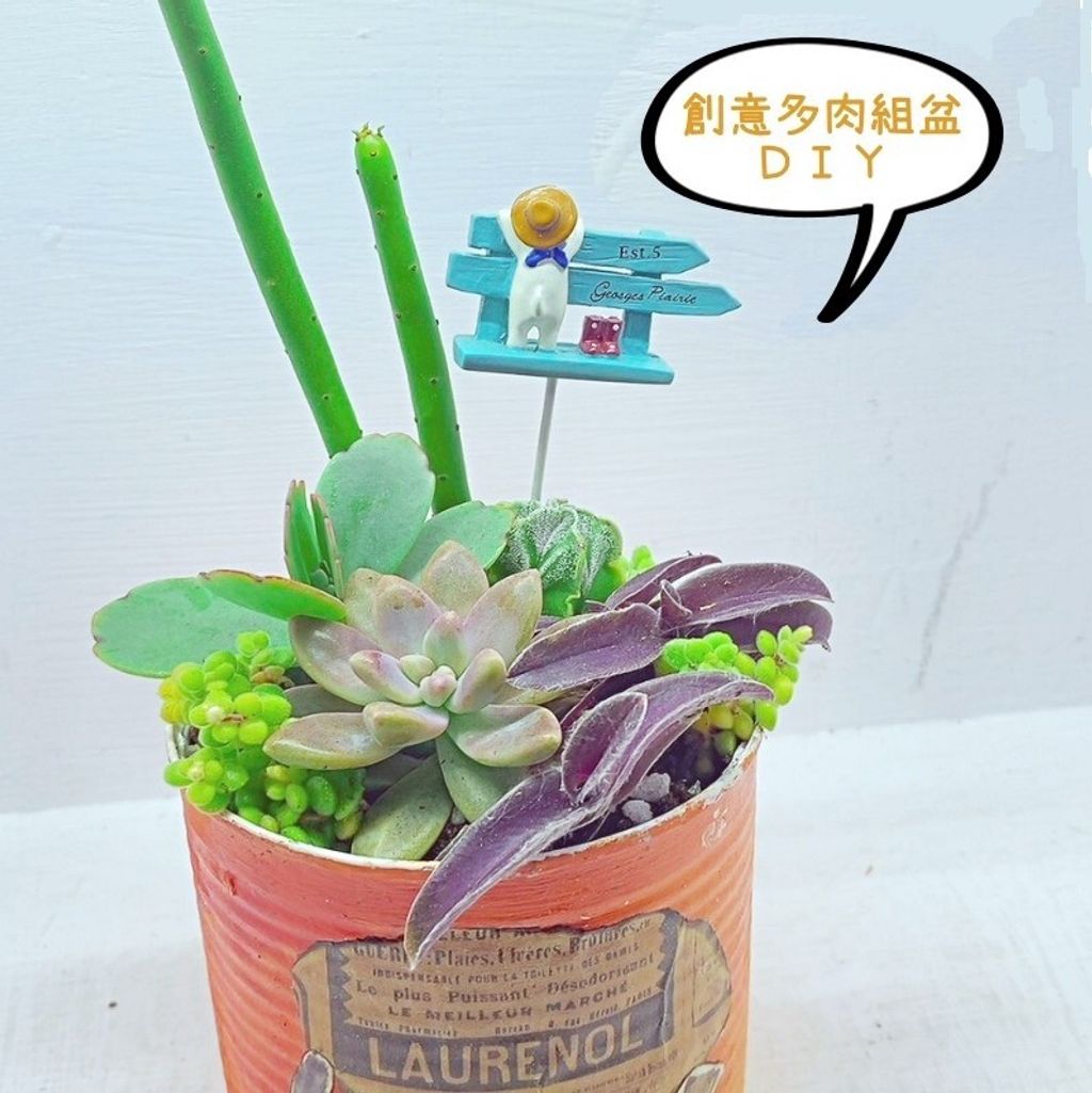 嘉蓉多肉組盆