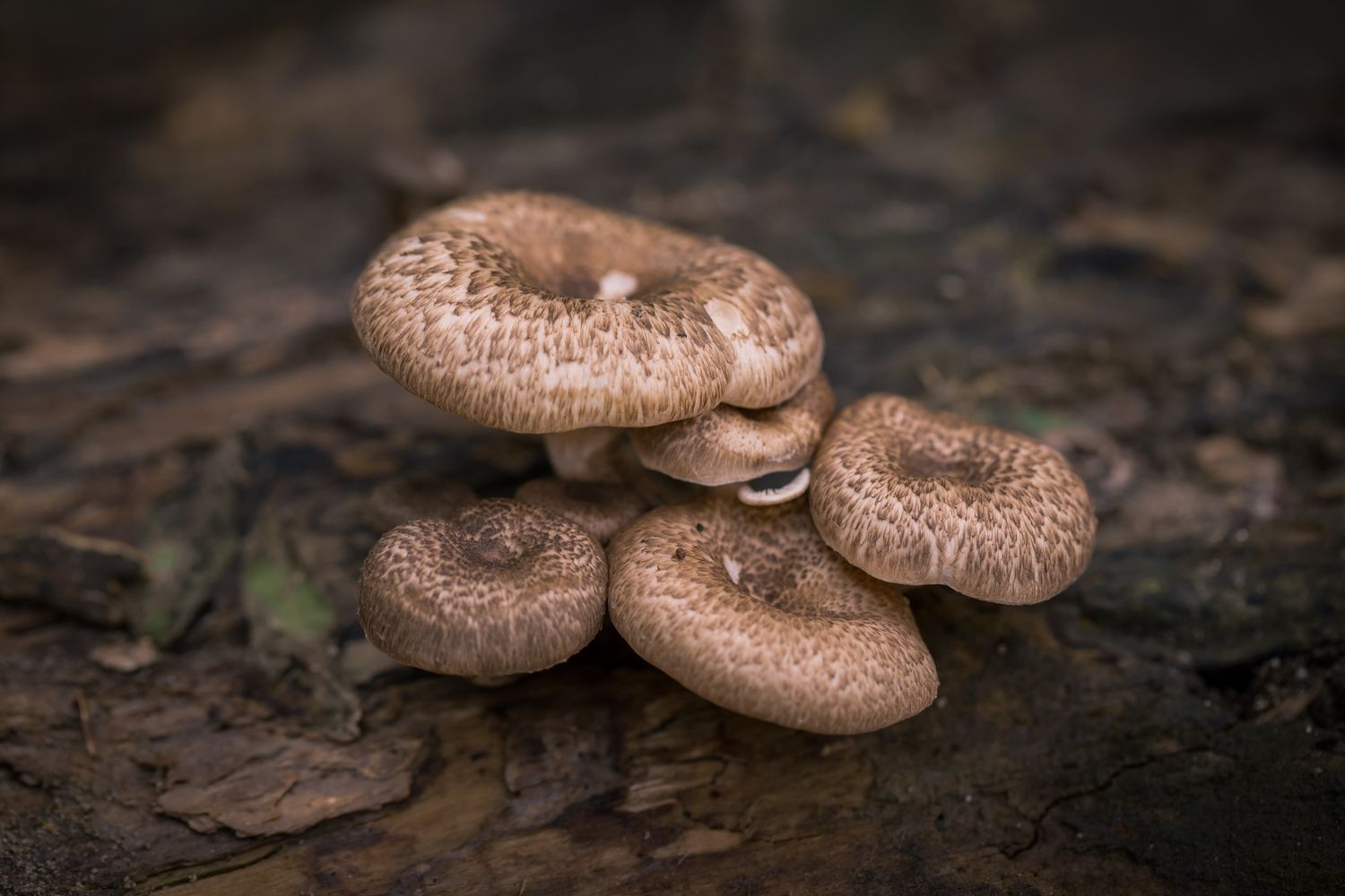 Mushroom Kenya | 
