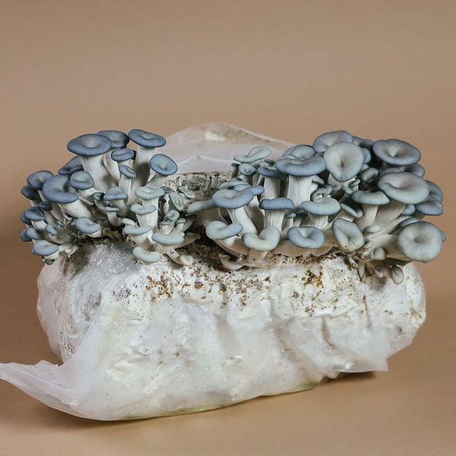 Mushroom Kenya |  - Oyster Mushrooms Growing kit