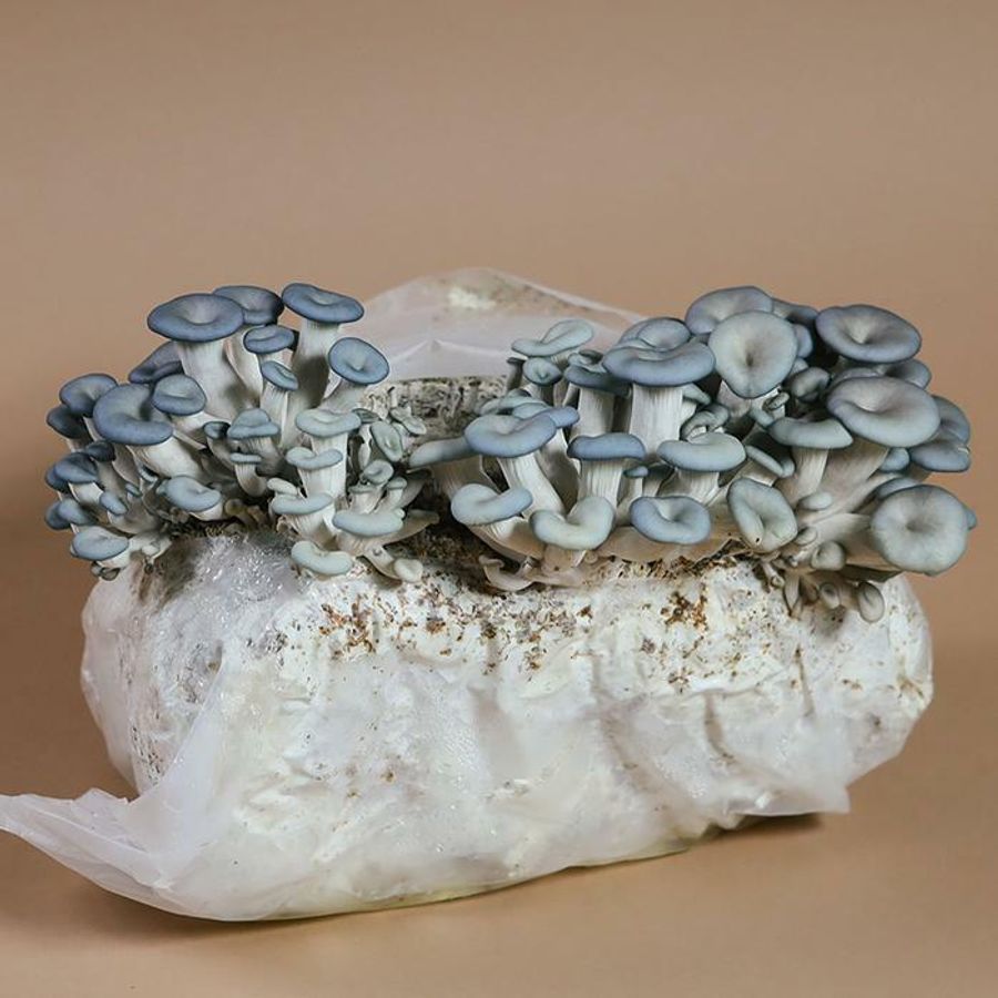Mushroom Kenya |  - Oyster Mushrooms Growing kit