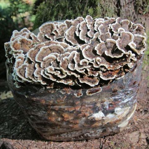 turkey-tail-kit.jpg