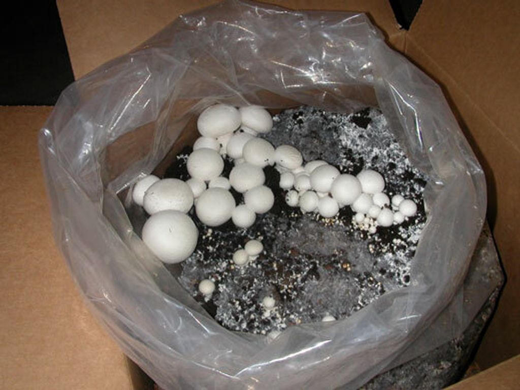White button mushrooms grow kit.jpg