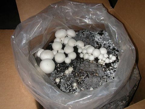 White button mushrooms grow kit.jpg