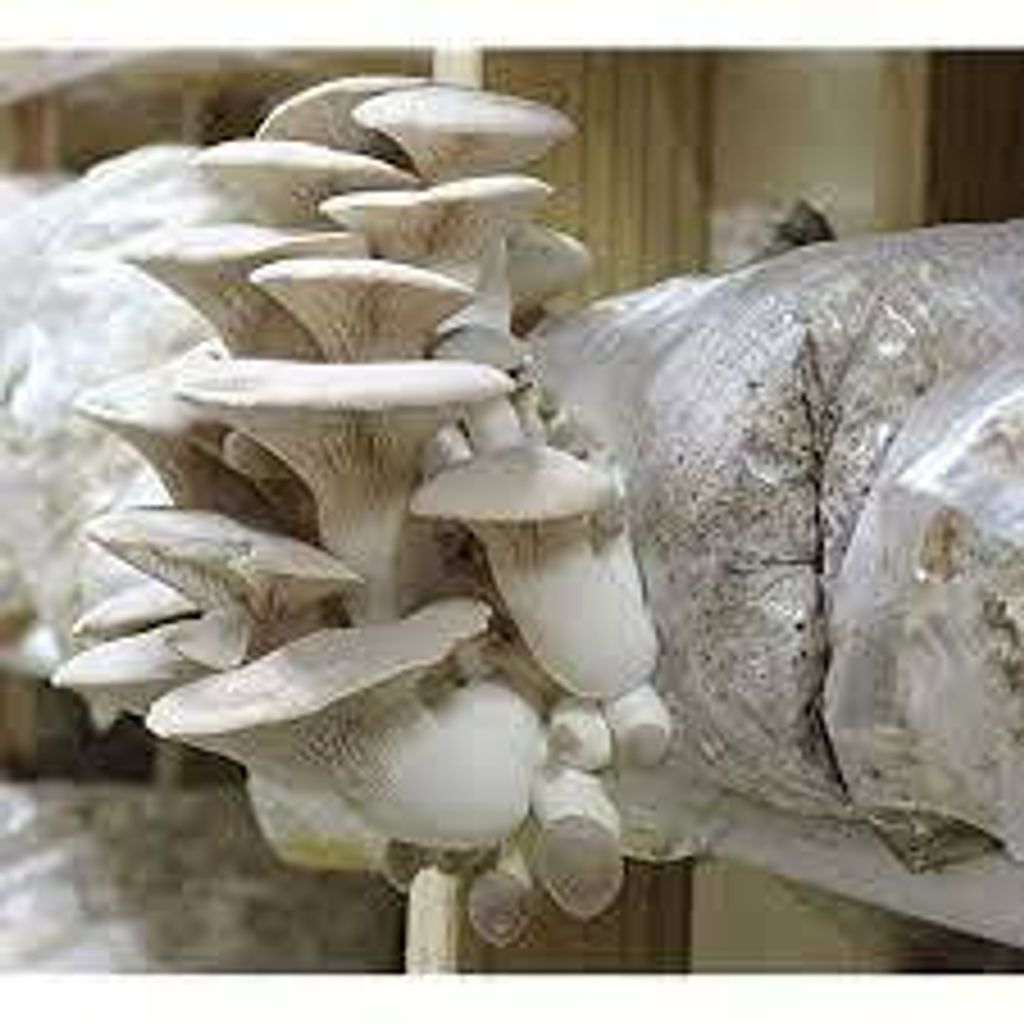 King Oyster Mushroom Kit.jpg