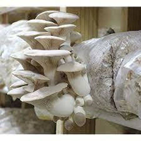 King Oyster Mushroom Kit.jpg