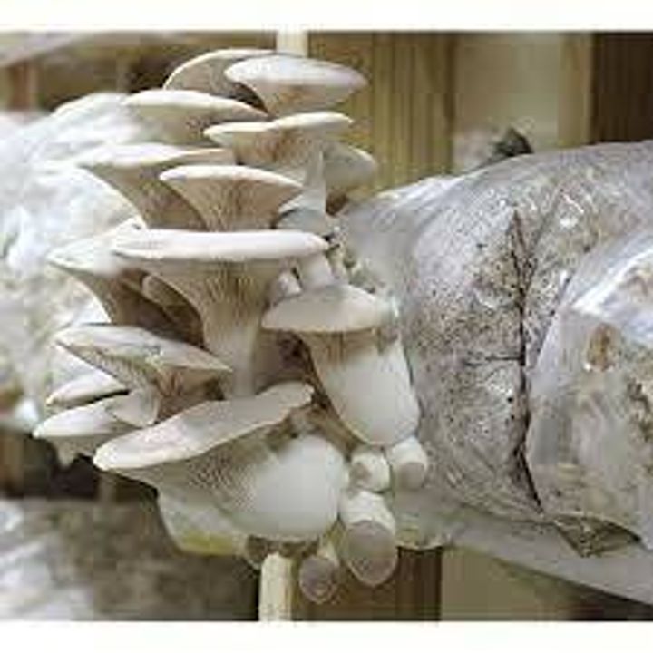 King Oyster Mushroom Kit.jpg