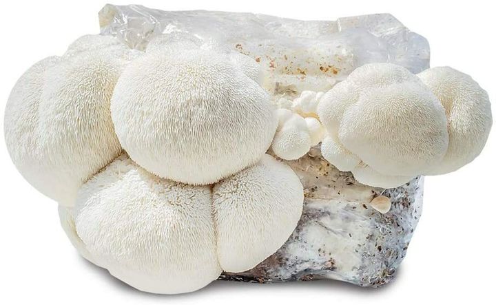 Lions mane kit.jpg