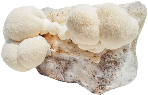 Lions mane 2.jpg