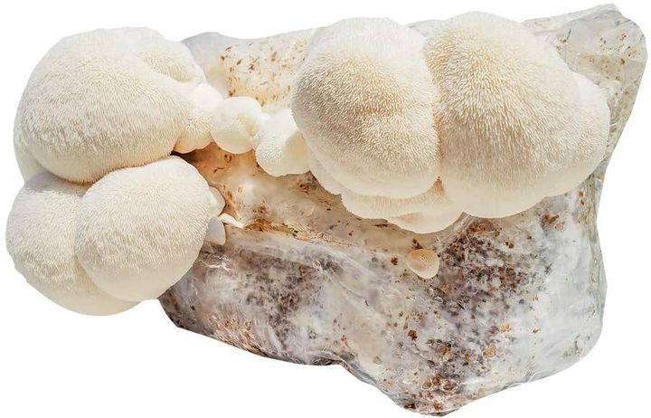 Lions mane 2.jpg