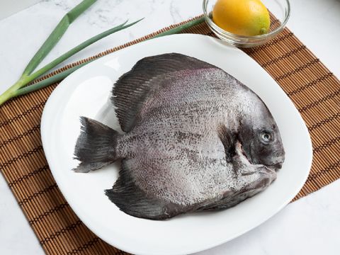 燕魚(像素小)-01