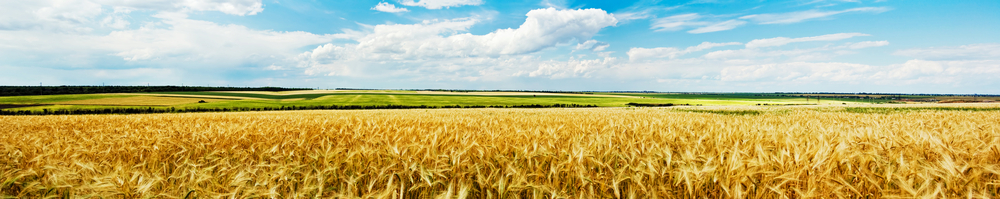 wheatfield_panaromic.jpg