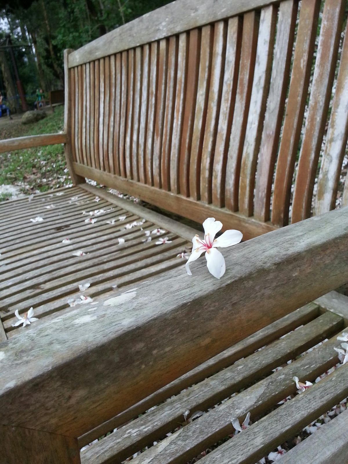 以客家桐花季為例-導入節慶活動行銷構想