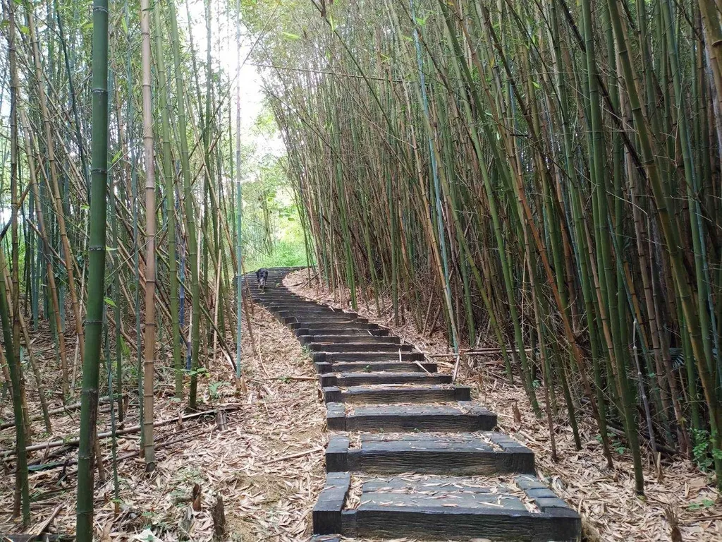 LINE_ALBUM_穿霧步道_211206_0.jpg