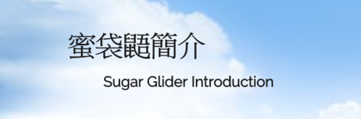 蜜袋鼯簡介