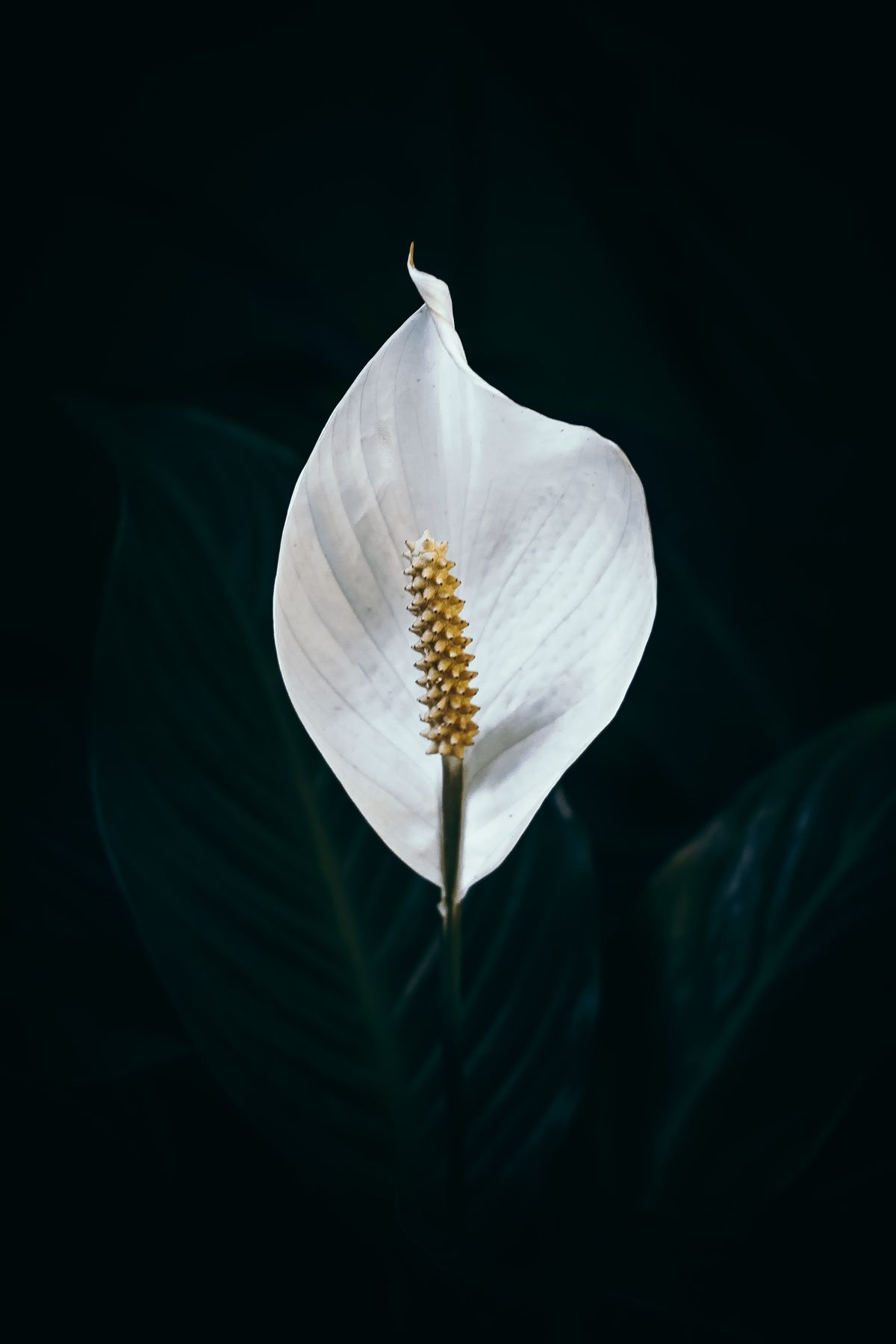 Peace Lily