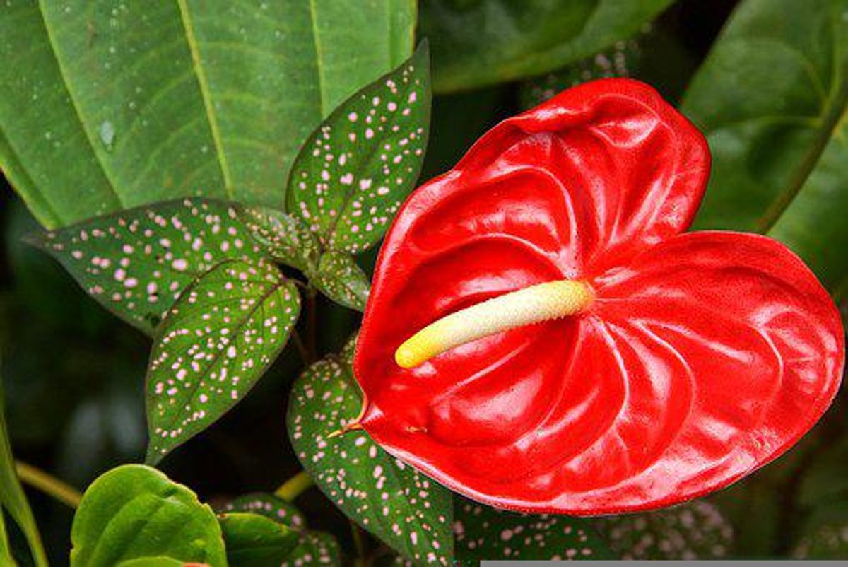 Anthurium