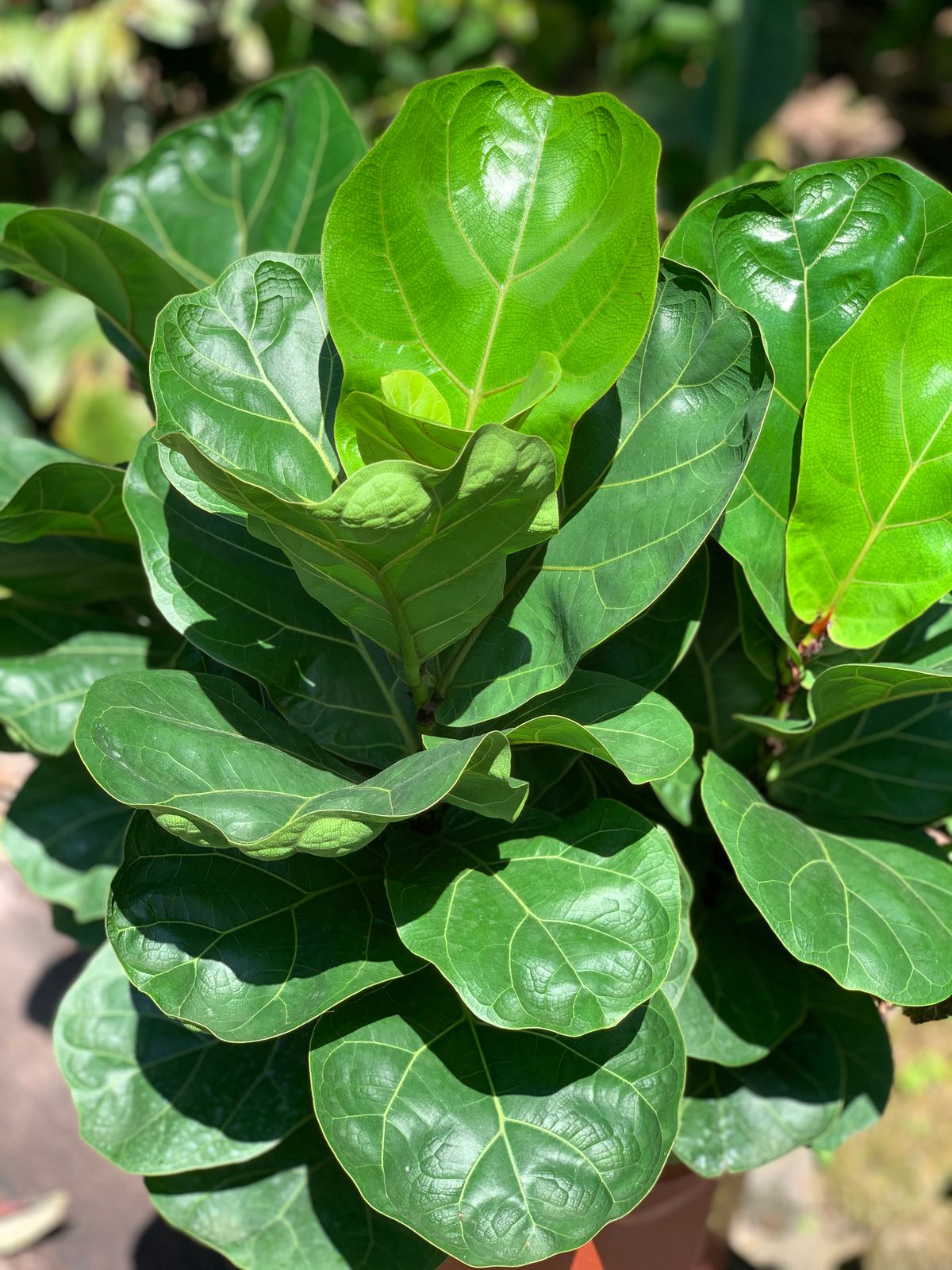 Ficus Lyrata