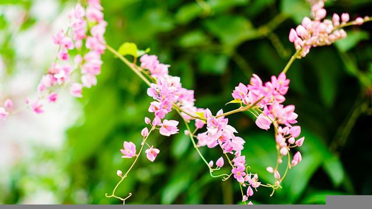 Antigonon Leptopus (Air Mata Pengantin)