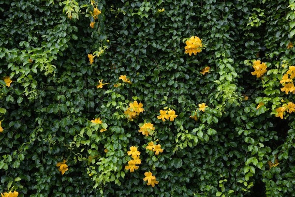 Cat's Claw Vine (Macfadyena unguis-cati)