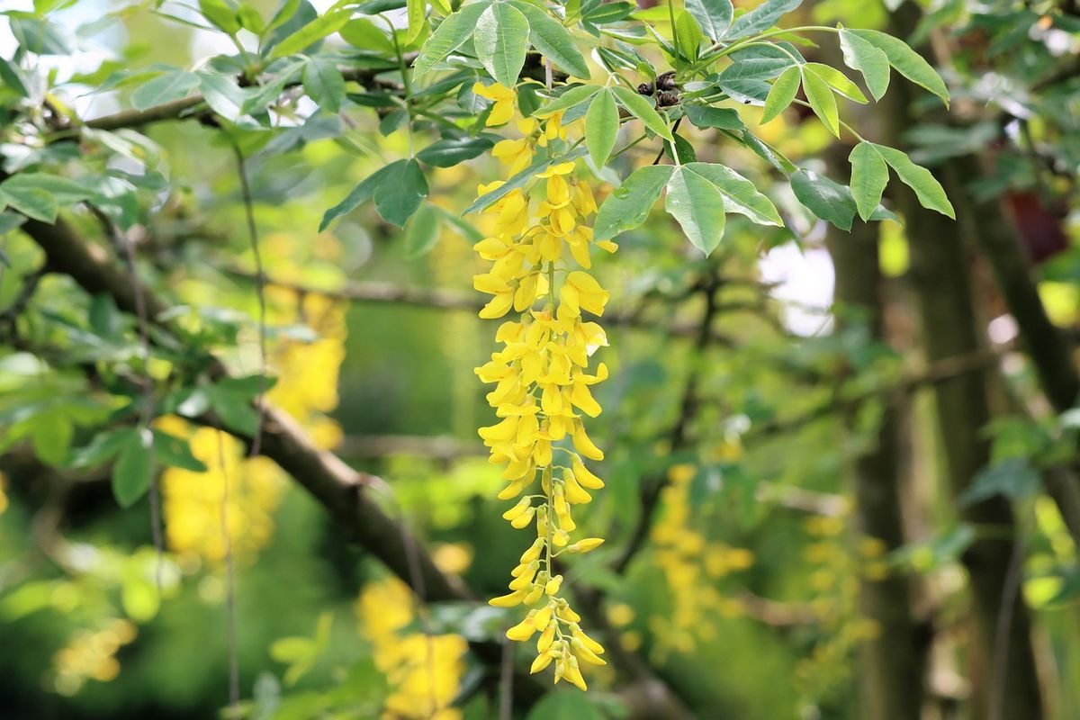 Golden Chain Tree