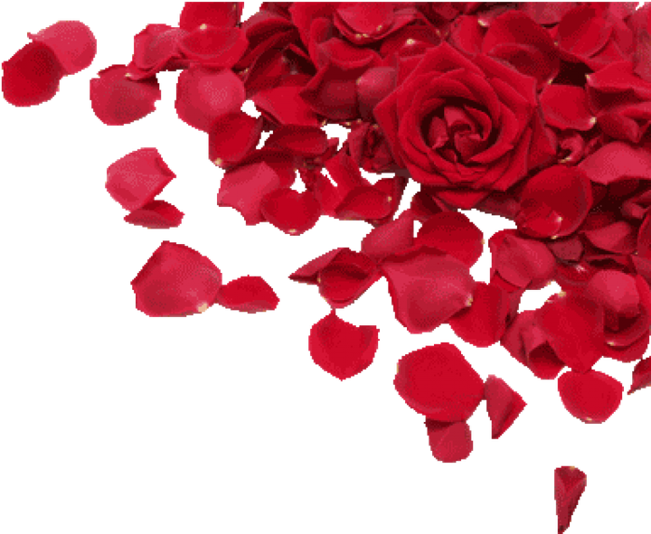rose petal.png