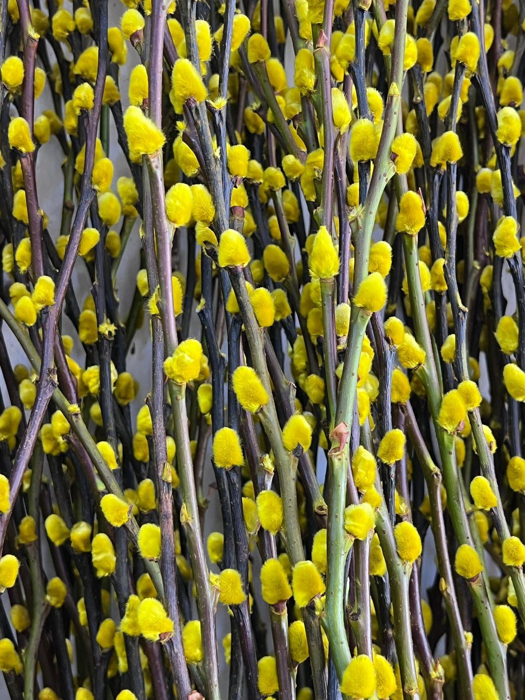 WhatsApp Image 2024-12-31 at 14.38.16_4f144d14