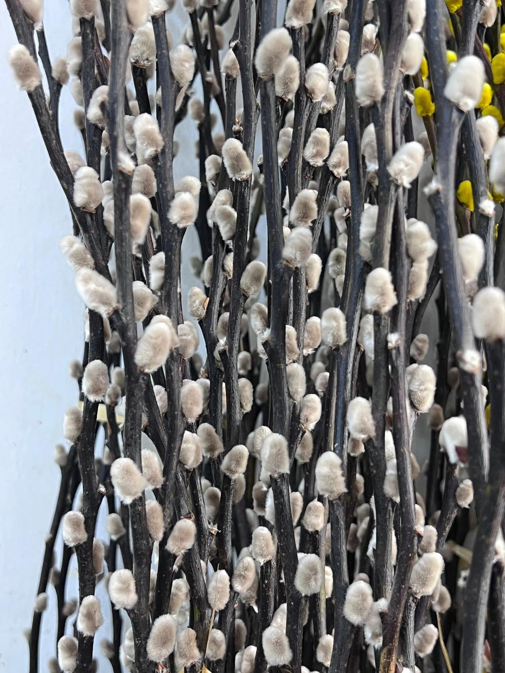 WhatsApp Image 2024-12-31 at 14.38.16_5c6f2b6c