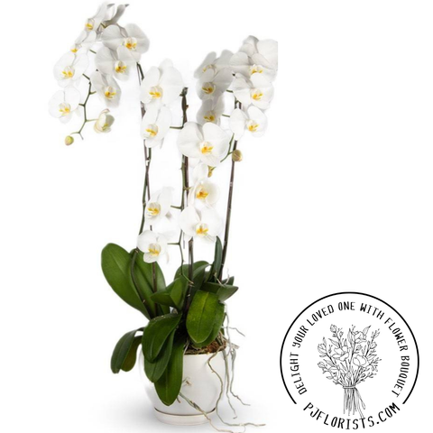 INA-FLOWER 1 (32).png