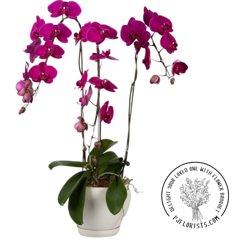 INA-FLOWER 1 (35).png