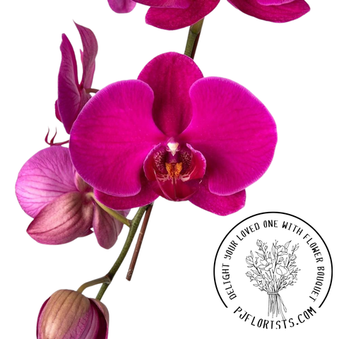 INA-FLOWER 1 (36).png