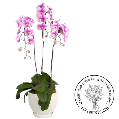 INA-FLOWER 1 (33).png