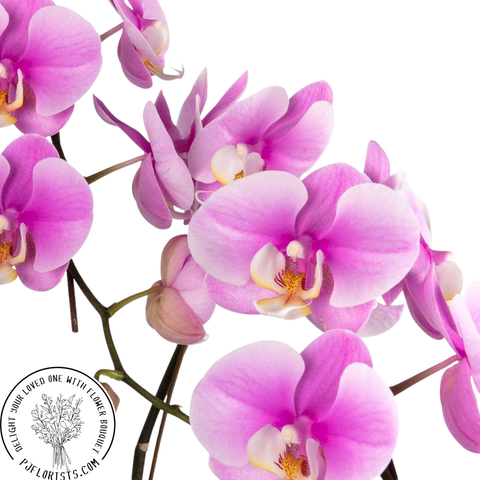 INA-FLOWER 1 (34).png