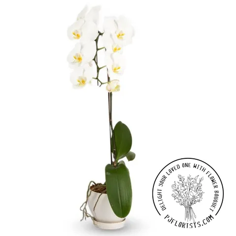 INA-FLOWER 1 (38).png
